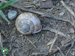 Rectartemon iguapensis