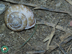 Rectartemon iguapensis