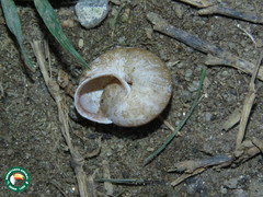 Rectartemon iguapensis