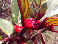 Gesnerieae