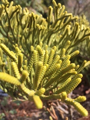 Veronica poppelwellii