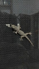 Tarentola mauritanica