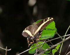 Heraclides andraemon