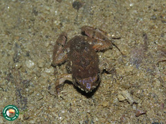 Physalaemus signifer