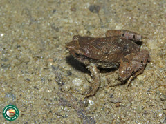 Physalaemus signifer