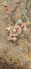Eriogonum
