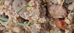Eriogonum