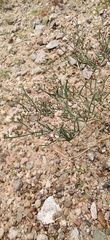 Eriogonum