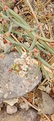Eriogonum