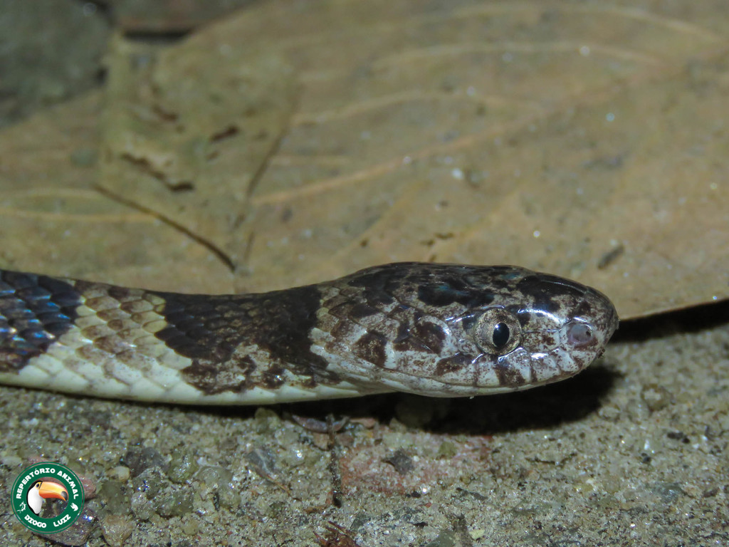 Neuwied's Tree Snake