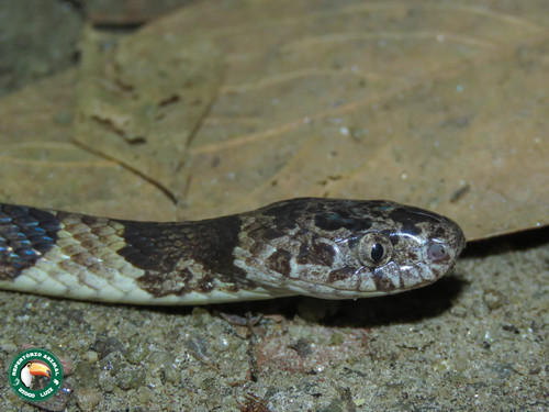 Neuwied's Tree Snake