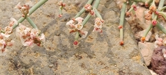 Eriogonum