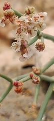 Eriogonum