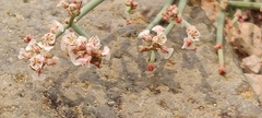 Eriogonum
