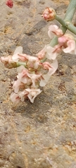 Eriogonum