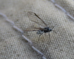 Prociphilus americanus