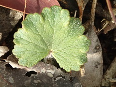 Hydrocotyle hirta