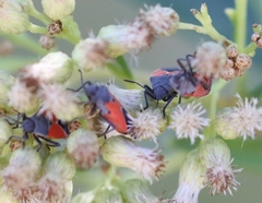 Melanopleurus belfragei