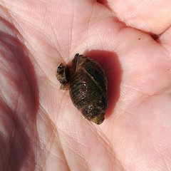 Ilyanassa obsoleta