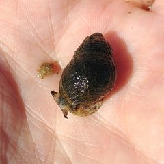 Ilyanassa obsoleta