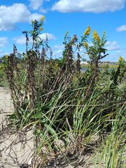 Solidago sempervirens