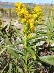 Solidago sempervirens