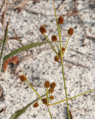 Cyperus nashii