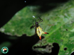 Micrathena sanctispiritus