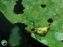 Micrathena sanctispiritus