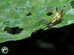 Micrathena sanctispiritus