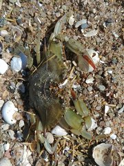 Callinectes sapidus