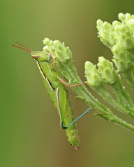 Aptenopedes sphenarioides