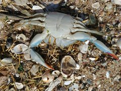 Callinectes sapidus