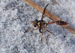 Salpingogaster punctifrons