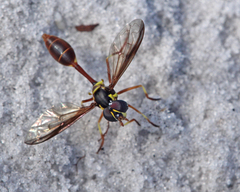 Salpingogaster punctifrons