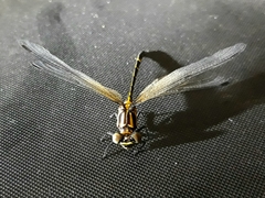 Heliogomphus drescheri