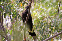 Zanda funerea xanthanota