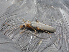 Copidita quadrimaculata