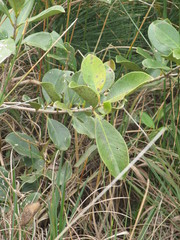 Psidium cattleyanum