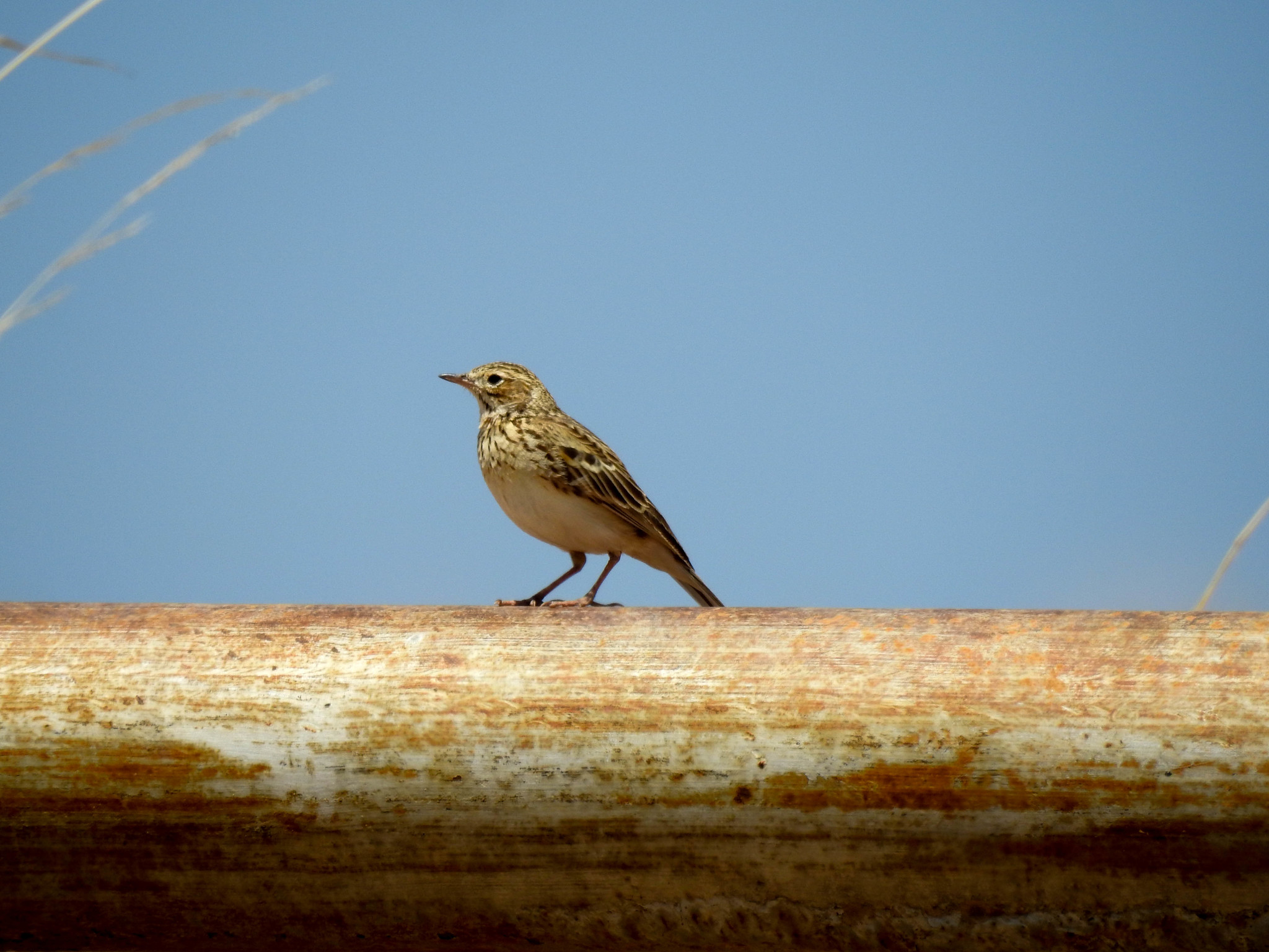 Puna Pipit (Anthus brevirostris), photo 7