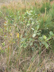 Psidium cattleyanum