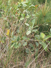 Psidium cattleyanum