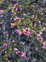 Boronia inornata