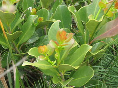 Psidium cattleyanum