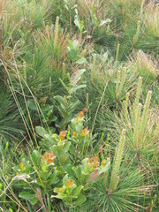 Psidium cattleyanum