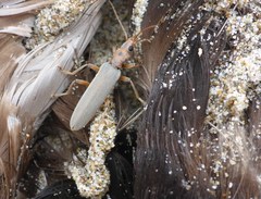 Copidita quadrimaculata