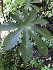 Cecropia palmata