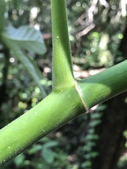 Cecropia palmata