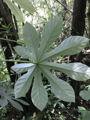 Cecropia palmata