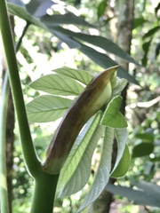 Cecropia palmata